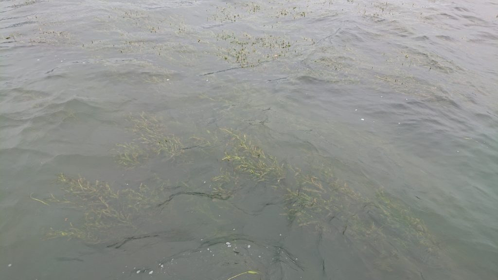 琵琶湖ササバ藻